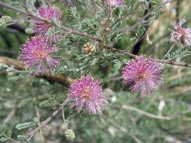 Mimosa borealis (Fragrant mimosa) #10689