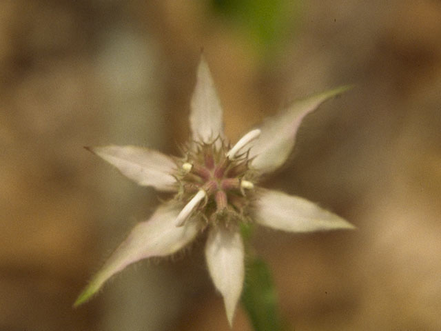 Monarda russeliana (Redpurple beebalm) #10717