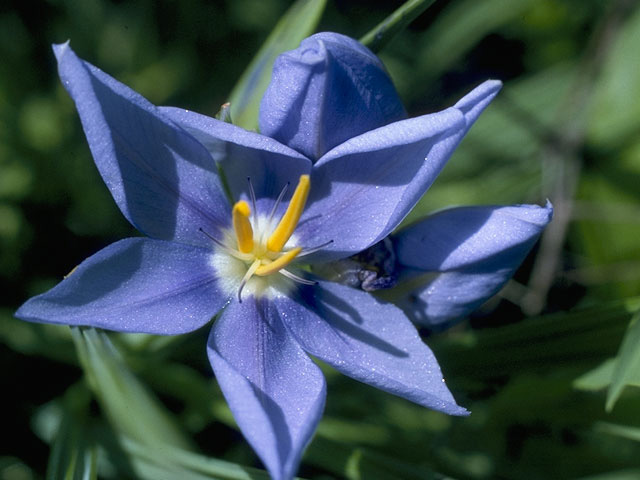 Nemastylis geminiflora (Prairie celestials) #10726