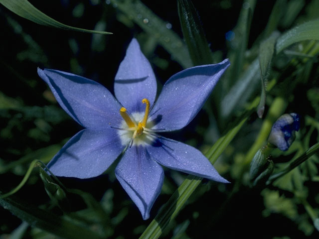 Nemastylis geminiflora (Prairie celestials) #10727