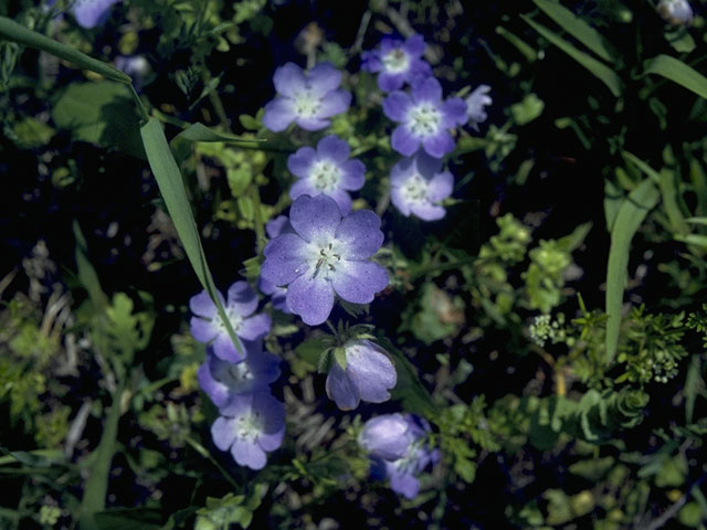 Nemophila phacelioides (Texas baby blue eyes) #10733