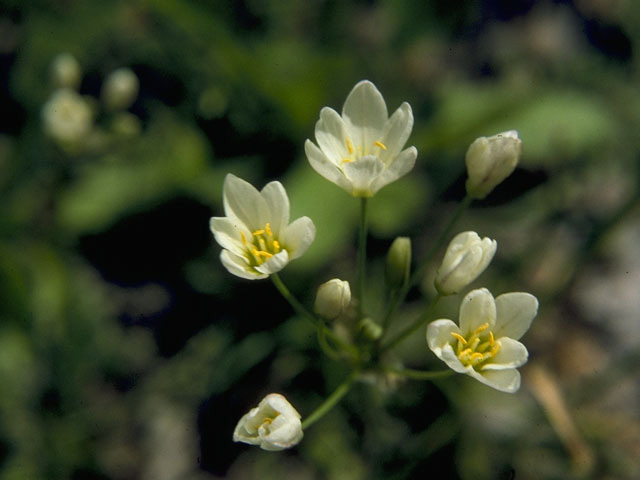 Nothoscordum bivalve (Crowpoison) #10753