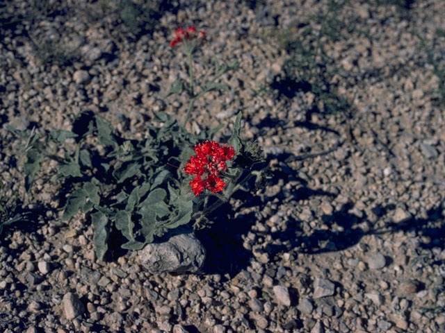 Nyctaginia capitata (Devil's bouquet) #10756