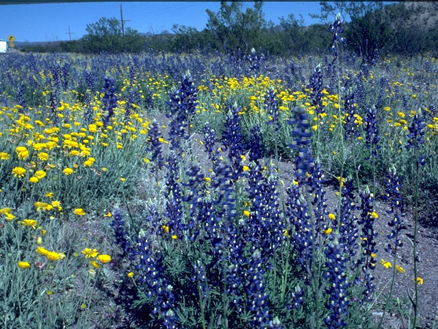 Lupinus havardii (Big bend bluebonnet) #15193