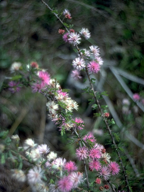 Mimosa borealis (Fragrant mimosa) #15196