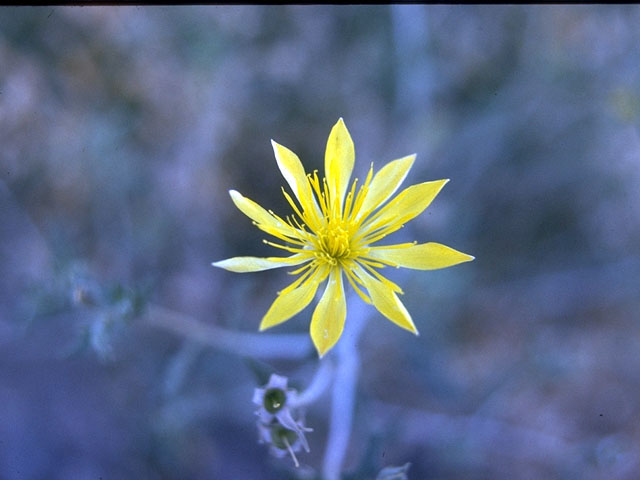 Mentzelia multiflora (Adonis blazingstar) #15231