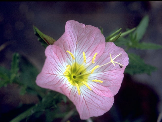 Oenothera speciosa (Pink evening primrose) #15263