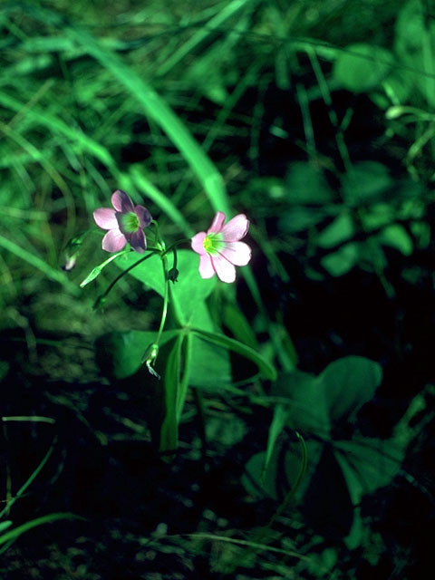 Oxalis drummondii (Drummond's wood-sorrel) #15273