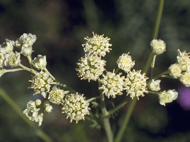 Hymenopappus scabiosaeus (Carolina woollywhite) #10812