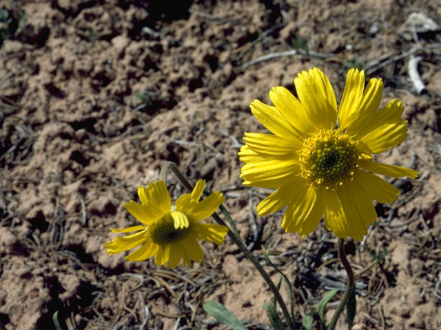 Tetraneuris acaulis var. acaulis (Stemless four-nerve daisy) #10817