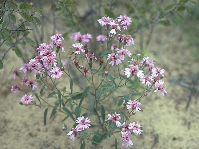 Palafoxia sphacelata (Othake) #10998