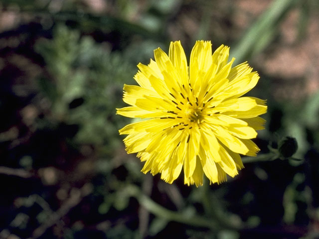 Pyrrhopappus carolinianus (Carolina desert-chicory) #11071