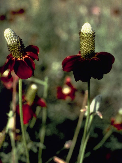 Ratibida columnifera (Mexican hat) #11085