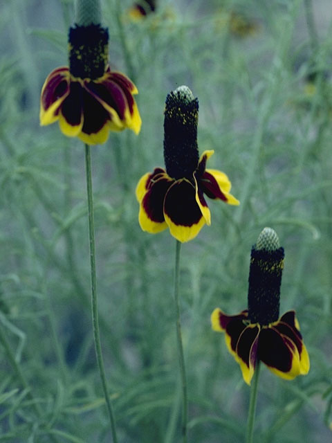 Ratibida columnifera (Mexican hat) #11090