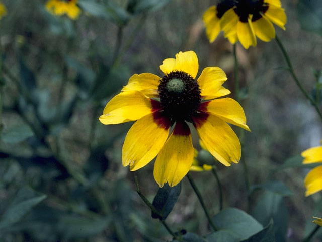 Dracopis amplexicaulis (Clasping coneflower) #11107