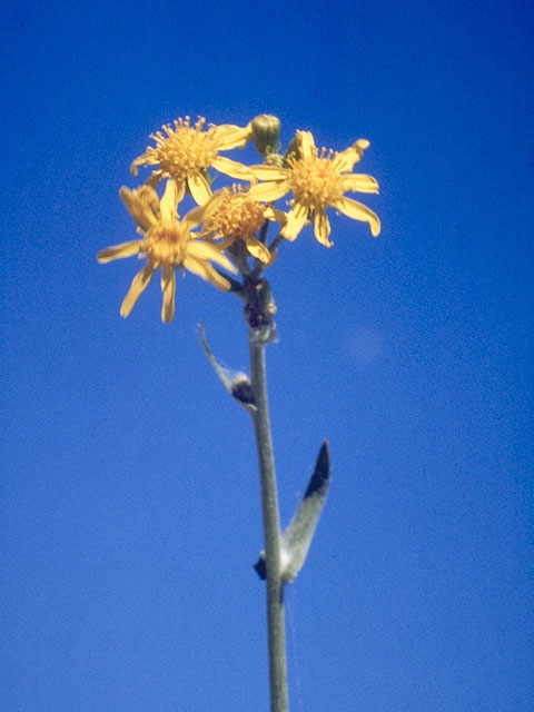 Senecio ampullaceus (Texas ragwort) #11166