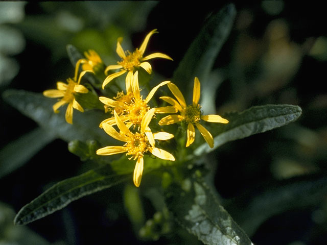 Senecio lugens (Small blacktip ragwort) #11206