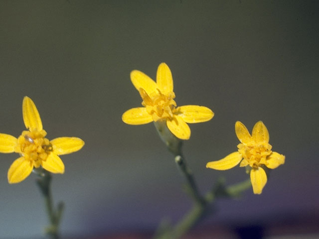 Euthamia caroliniana (Slender goldentop) #11313