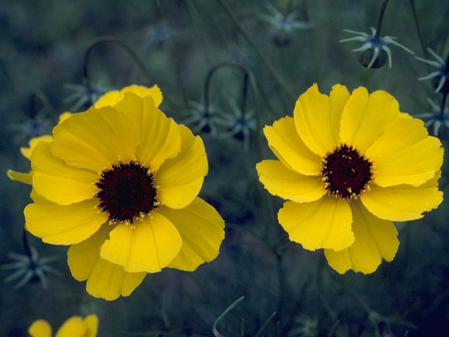 Thelesperma filifolium (Stiff greenthread) #11401