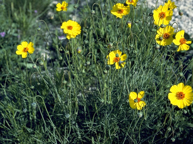 Thelesperma filifolium (Stiff greenthread) #11411