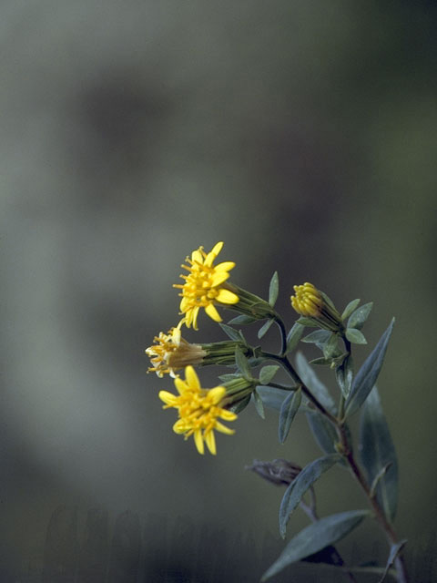 Trixis californica (American threefold) #11443