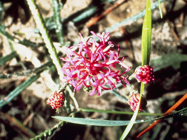 Vernonia texana (Texas ironweed) #11493