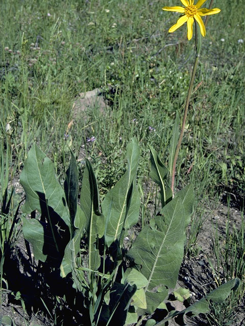 Wyethia amplexicaulis (Mule-ears) #11516