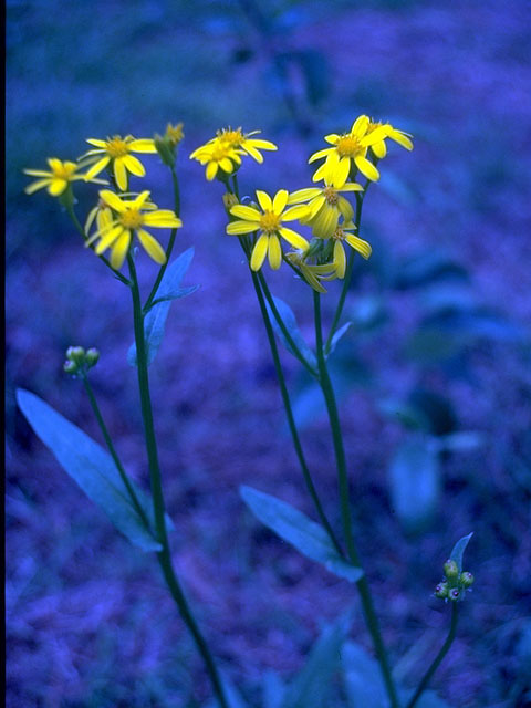 Senecio ampullaceus (Texas ragwort) #15115