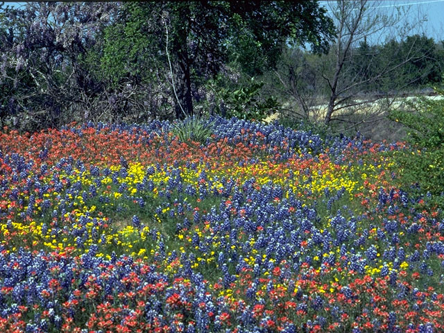 Lupinus texensis (Texas bluebonnet) #12751