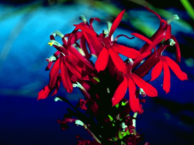 Lobelia cardinalis (Cardinal flower) #16685