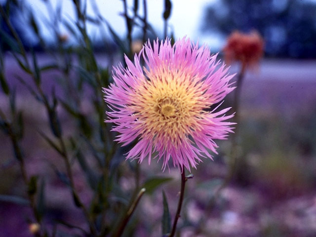 Centaurea americana (American basket-flower) #16742