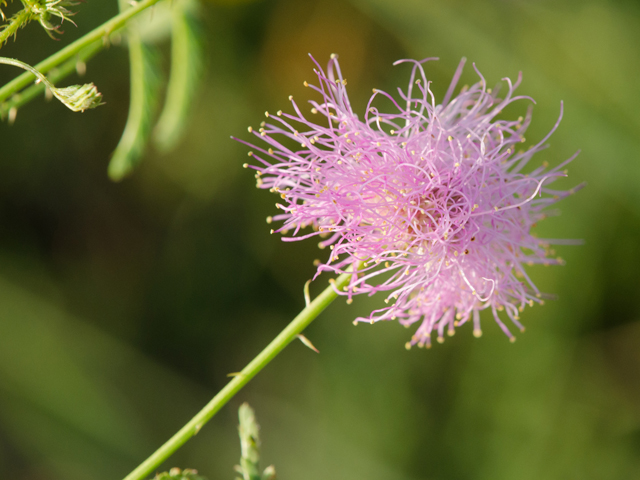 Mimosa nuttallii (Nuttall's sensitive briar) #42456