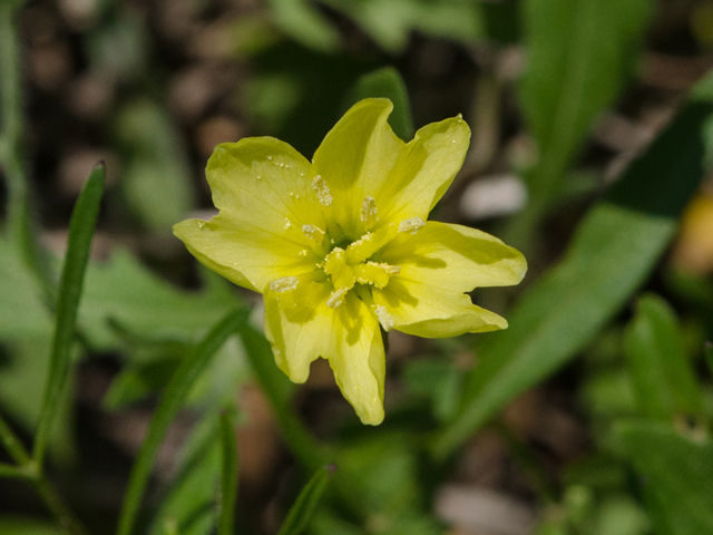 Oenothera laciniata (Cutleaf evening-primrose) #42463