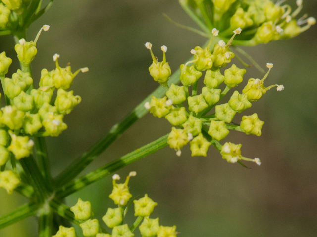 Polytaenia texana (Texas prairie parsley) #42483