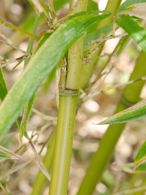 Arundinaria gigantea (Giant cane) #42929