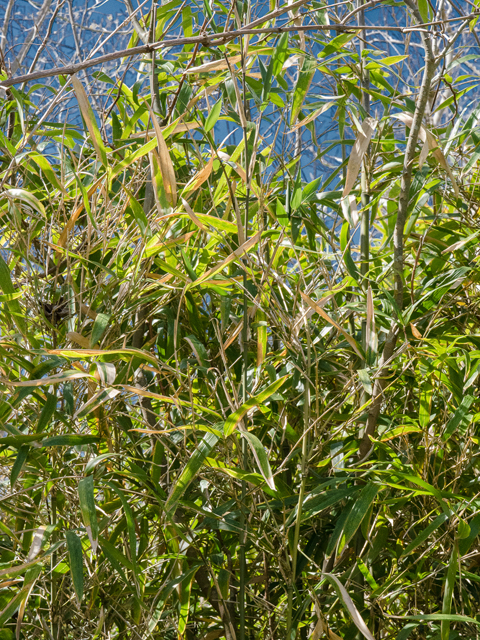 Arundinaria gigantea (Giant cane) #42931