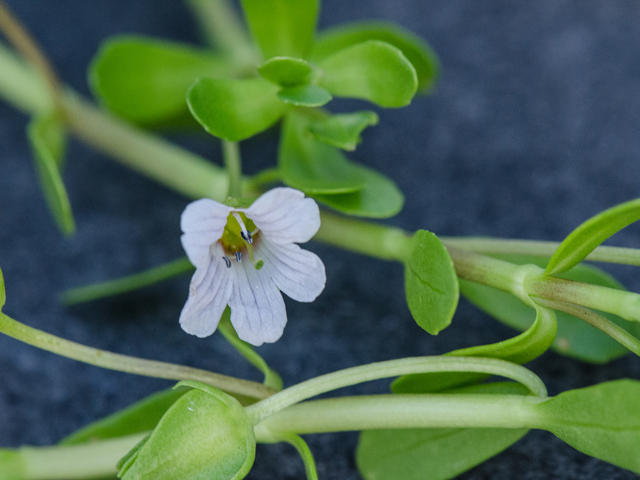 Bacopa monnieri (Herb-of-grace) #42938