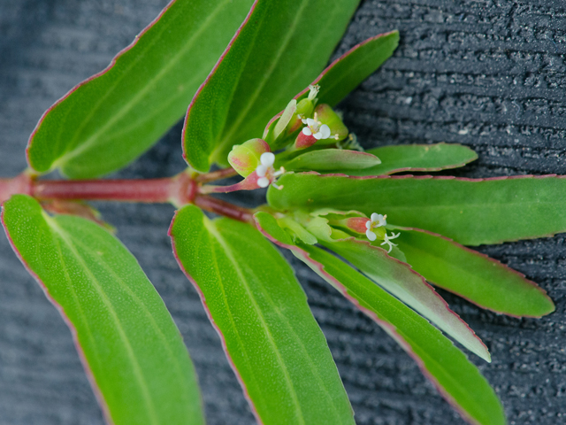 Chamaesyce hyssopifolia (Hyssopleaf sandmat ) #42954