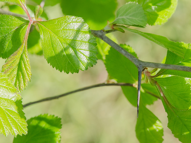 Crataegus viridis (Green hawthorn) #42976