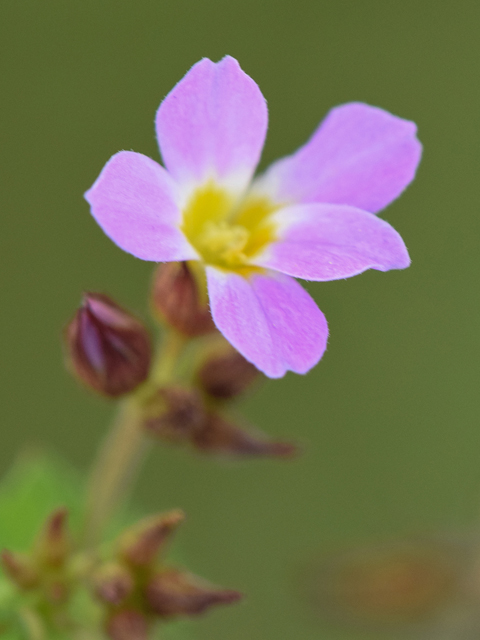 Melochia pyramidata (Pyramidflower) #43001