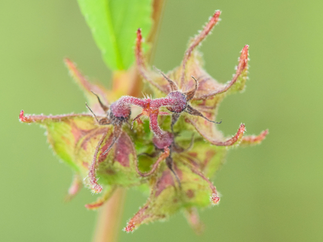 Melochia pyramidata (Pyramidflower) #43003