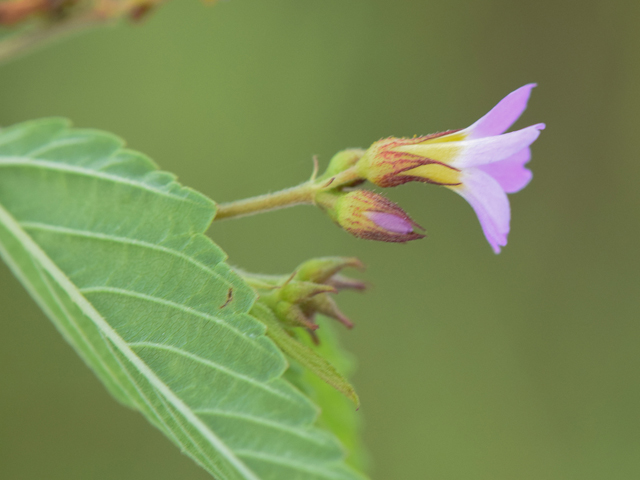 Melochia pyramidata (Pyramidflower) #43004