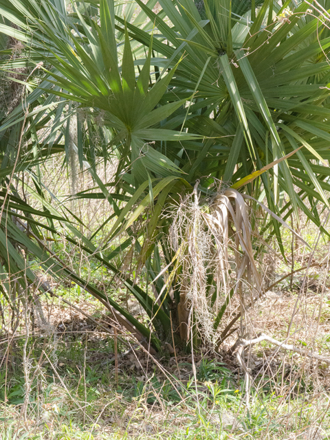 Sabal brazoriensis (Brazos palmetto) #43028