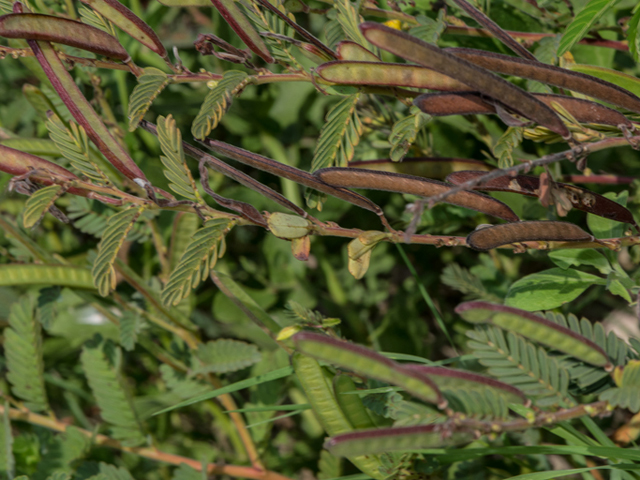 Chamaecrista fasciculata (Partridge pea) #46366