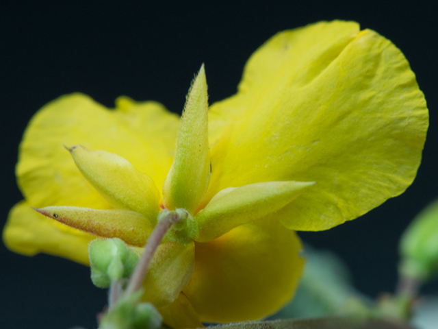 Chamaecrista fasciculata (Partridge pea) #46367