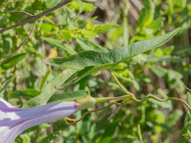 Ipomoea sagittata (Saltmarsh morning-glory) #46392