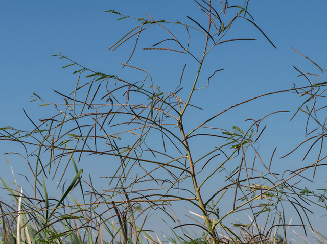 Sesbania herbacea (Coffeeweed) #46926