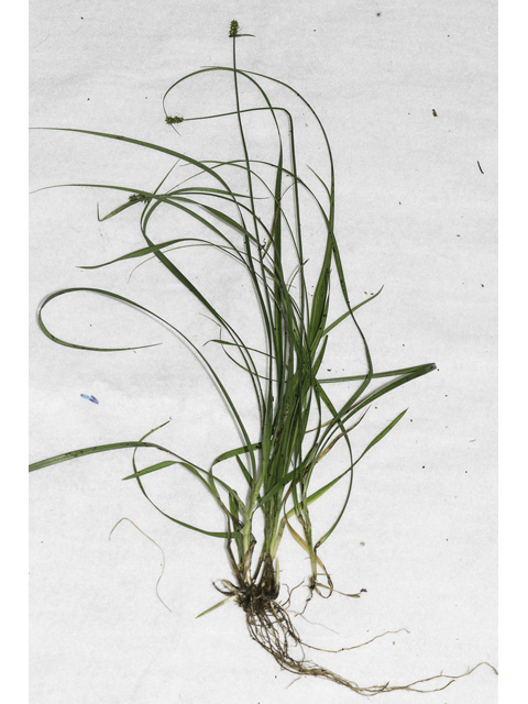 Carex cephalophora (Oval-leaf sedge) #48355