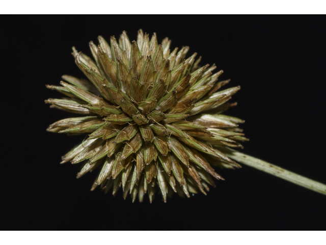 Cyperus echinatus (Globe flatsedge) #48455