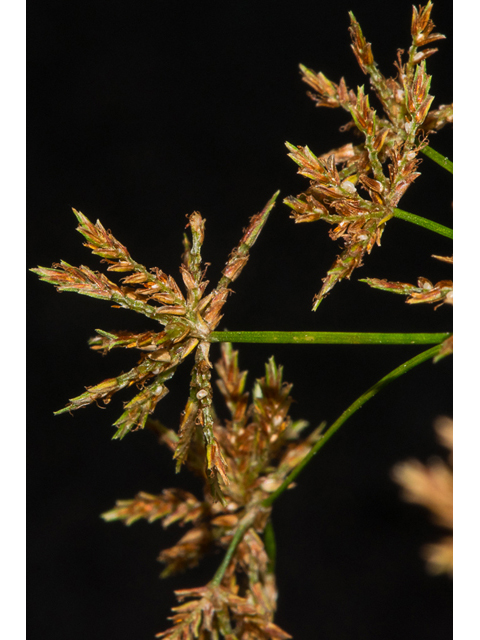 Cyperus grayoides (Illinois flatsedge) #48469